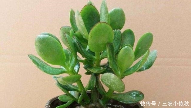 冬季的时|玉树冬季这样养, 温差越大越漂亮!