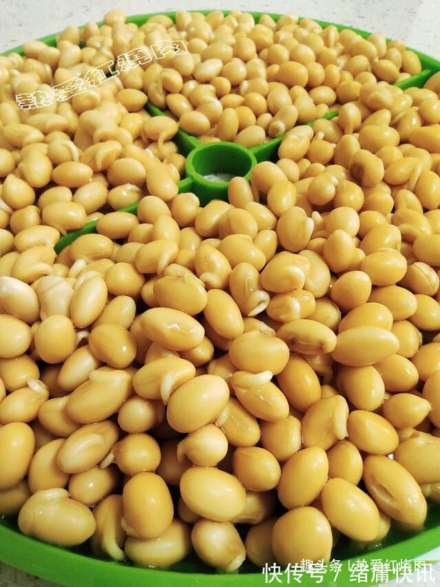 黄豆芽|用了我这办法,发黄豆芽不会变臭一次就成功,五天就长15厘米高!