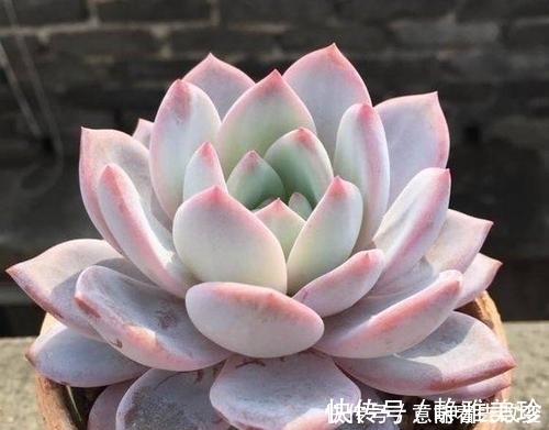 导致多肉休眠的3个原因，及时避免，不然黄叶又烂根！