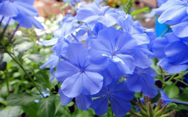 花卉|家中“5个”位置不能养花,要么黄叶又烂根,快搬走,才能长得旺