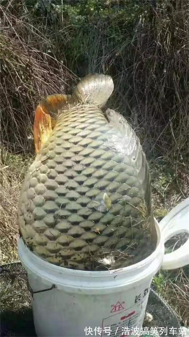 小鲤鱼|秋季野钓鲤鱼攻略,活跃度高吃口狂,新手也能狂拉