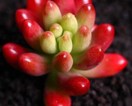 多肉虹之玉叶片晶莹剔透，教你3个盆栽虹之玉的小妙招，惊艳到你