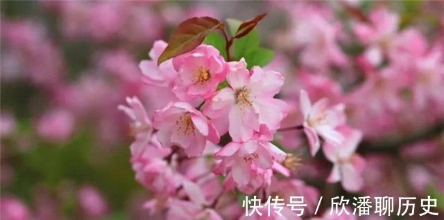 海棠$唐诗海棠6首:海棠花里鹧鸪啼,半开时节最妖娆