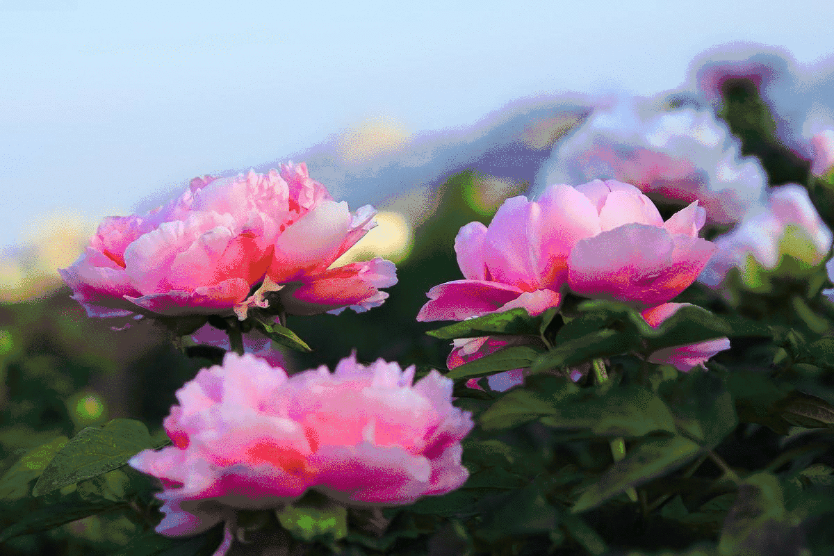栽培|都知道牡丹是“花王”,却不一定知道谁是“花相”?值得了解一下