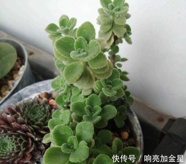 家里碰碰香没味道那是这4点没做好,不然香飘满屋!