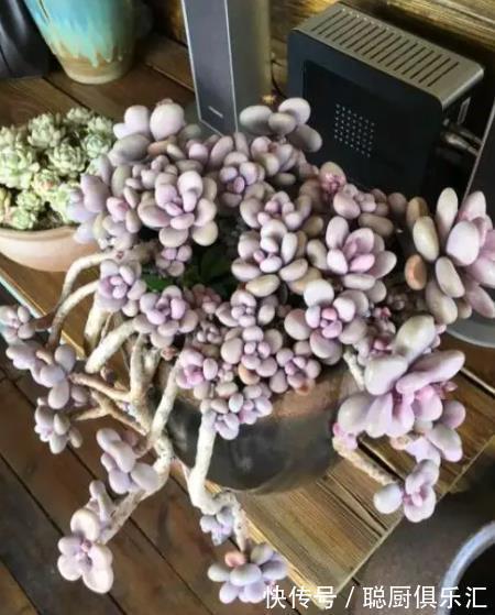 桃蛋黑腐养不好?狠心给它“砍个头”,猛长侧芽,养成漂亮小老桩