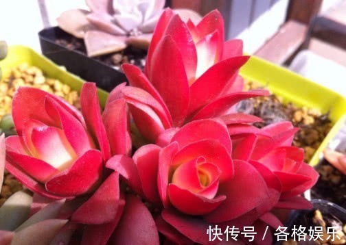 颜色|多肉火祭怎么盆栽教你3个小妙招,养出颜色鲜艳火红的火祭
