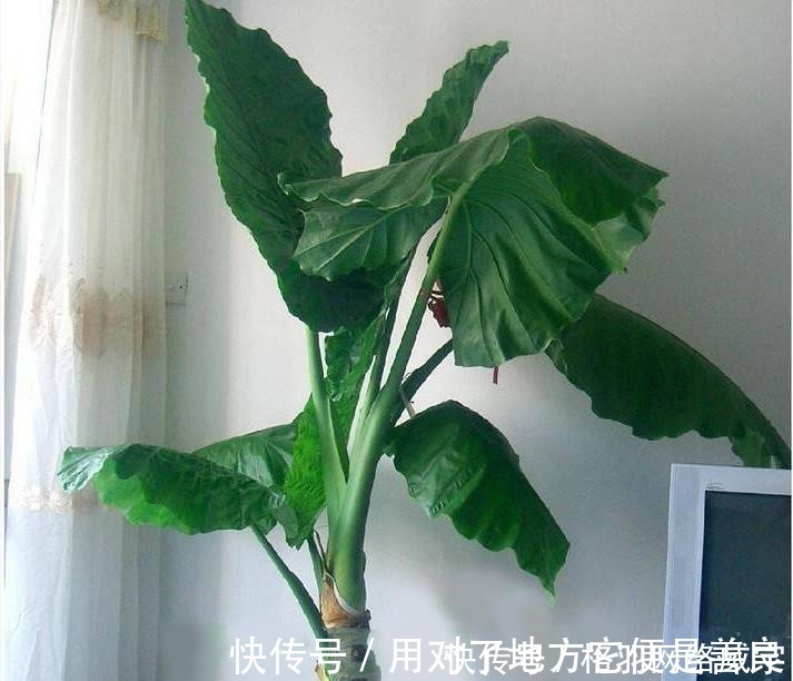 毒性|这“4种”花再便宜也别养，个个是“毒花”，看完赶紧搬走