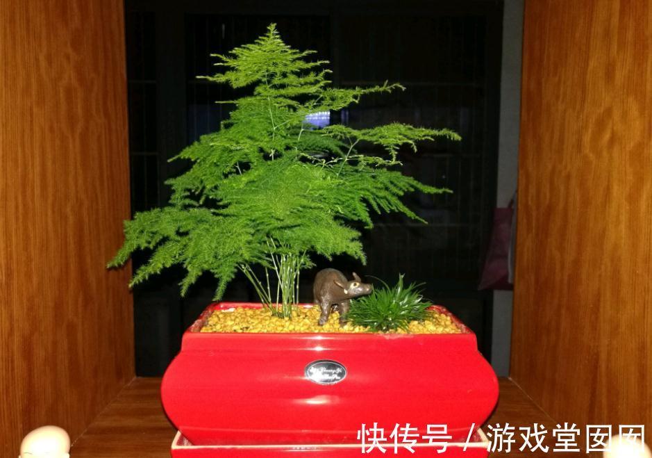 文竹不是竹,却有竹的气节,室内盆栽多注意3点,长得枝叶繁茂