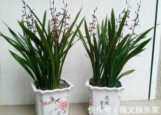 墨兰不开花找出“罪魁祸首”，3招就解决，年年乱窜花箭