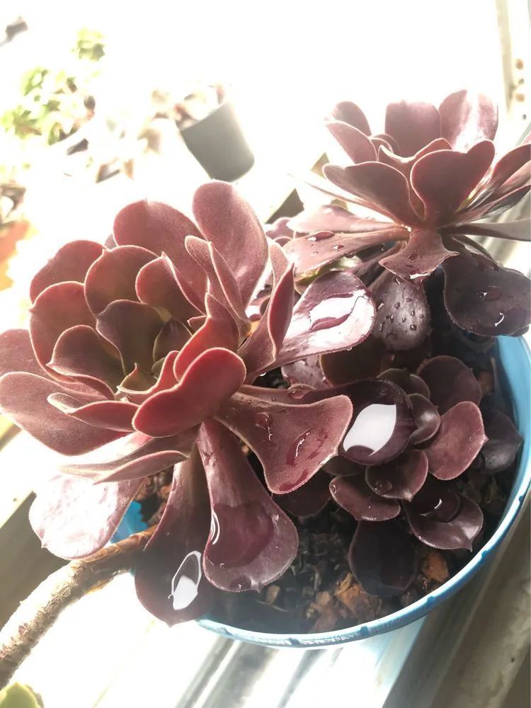 陪伴过我的都是心头肉！多肉陪我一路向前！