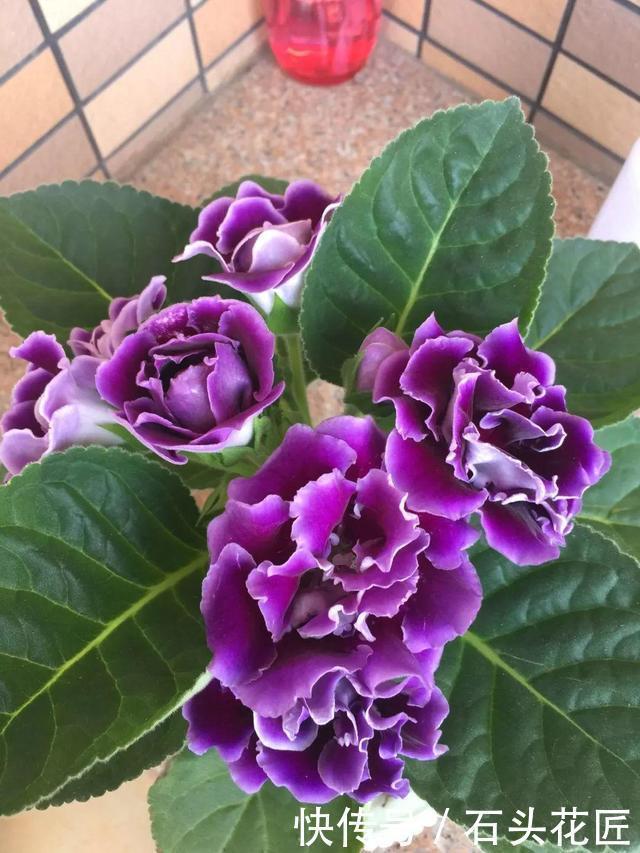 花朵|寓意“紫气东来”的5种花,养在家里“年年”都能开,太赞了