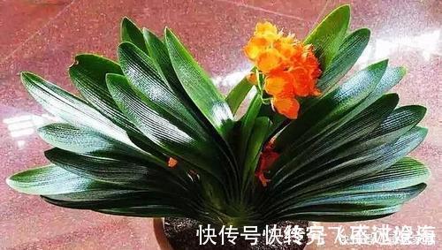 养护|养君子兰不会浇水主要看叶子，水多水少有信号，养护也方便