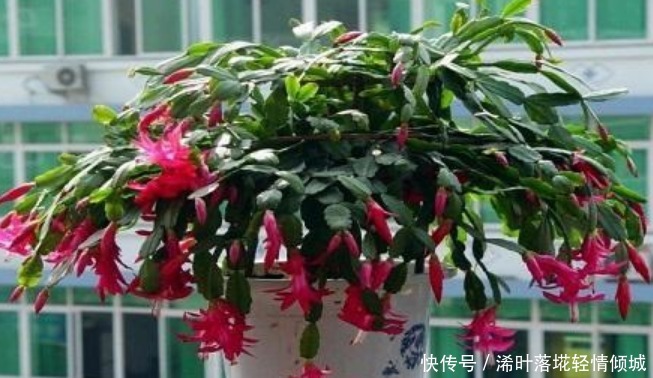 蟹爪兰有个“小开关”，打开后，开花大又多，轻松爆满盆！