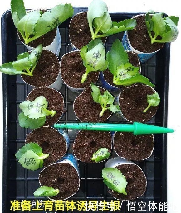 长寿花扦插8大步骤,一盆变十盆,超轻松!长寿花扦插8大步骤,一盆变十盆,超轻松!