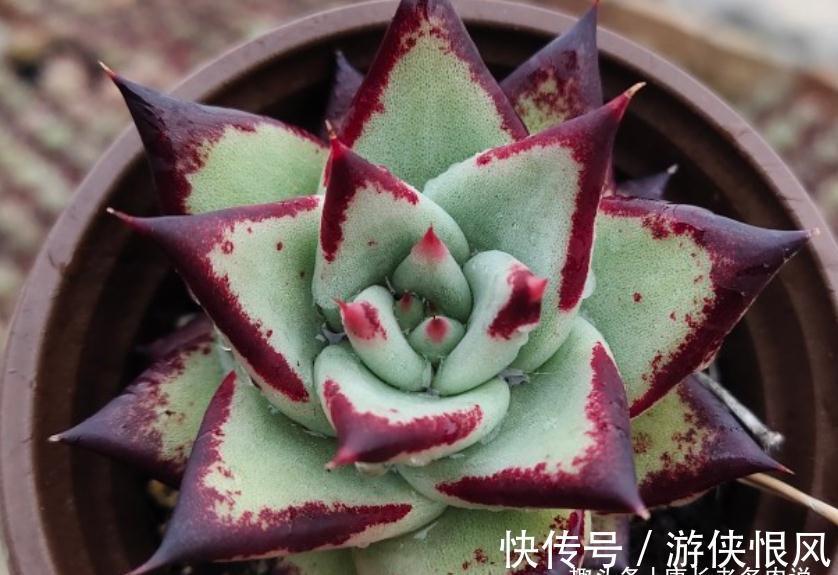 多肉黑檀汁、口红和红檀汁颜值大比拼,谁才是你心目中的冠军?