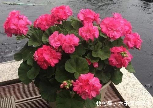 安全度夏|夏天天竺葵有“三喜”，了解掌握安全度夏，长势旺花朵更稠密