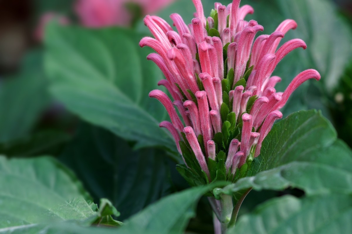 此花因花形似珊瑚而得名,适合送给心爱的女孩,达自己的爱慕之意