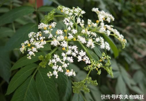 “打得地上爬，只怕八棱麻”，告诉家乡人，此草价值大，别不认识