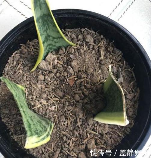 新手大岩桐、长寿花、虎皮兰、芦荟,一片叶子培育成一盆栽