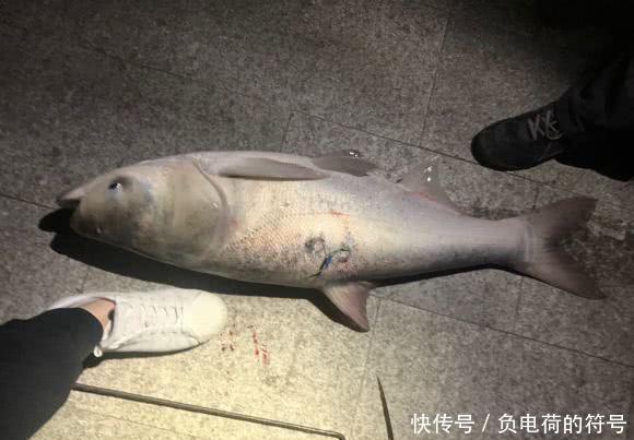 大鱼|男子在湘江用“可视化锚鱼”几十斤的大鱼接连的上岸,网友能钓光湘江的鱼