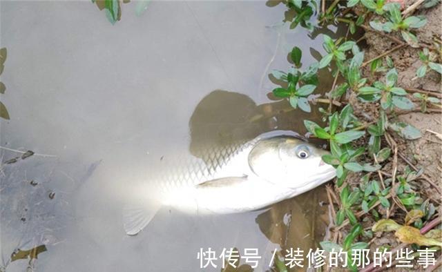钓鱼|钓鱼中的“独家秘方”，只有民间野钓高手才懂，上鱼多是有原因的