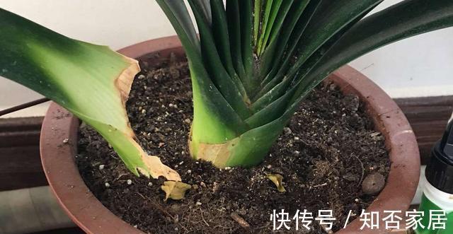 休眠期|栽培君子兰出现问题,基本是以下方面的原因,解决方案都在这里
