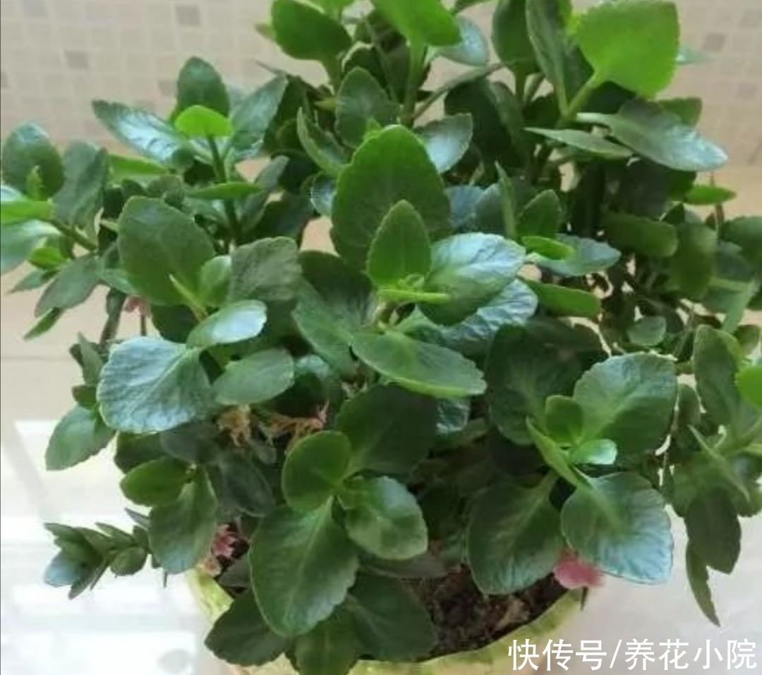 浇水|长寿花已经休眠，做到4个“不要”，安全度夏，秋天长得旺