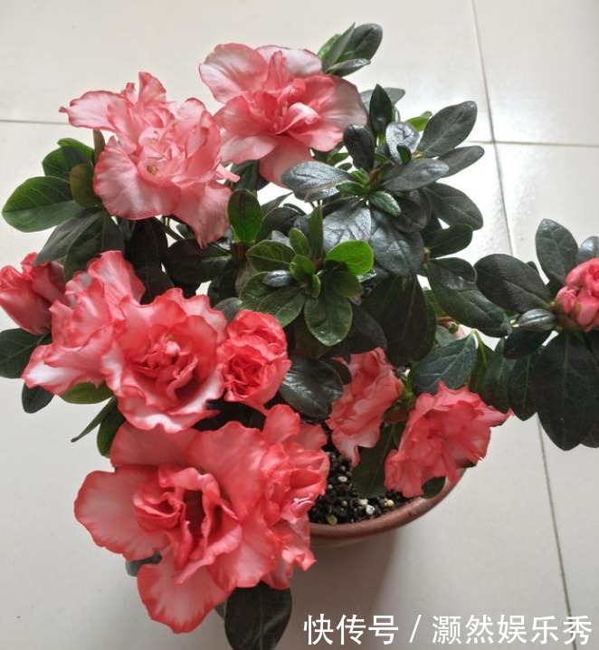 颜值|养花就养个花期长的,花大色艳,个个开花大、颜值高!