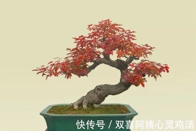 马尾松|徜徉盆景40余年的“盆景迷”