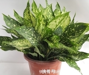 空气|客厅养花选它，大气有格调，好养又耐阴，养一盆空气更清新！