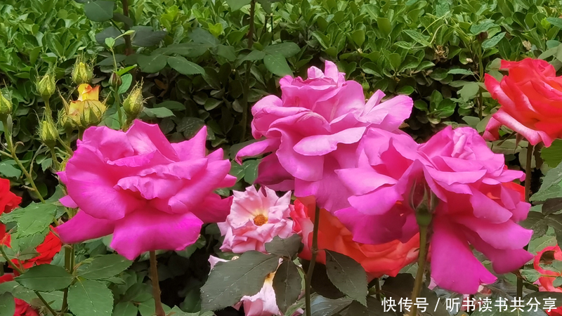 花花世界|紫色月季花在北京的花花世界中最显高贵