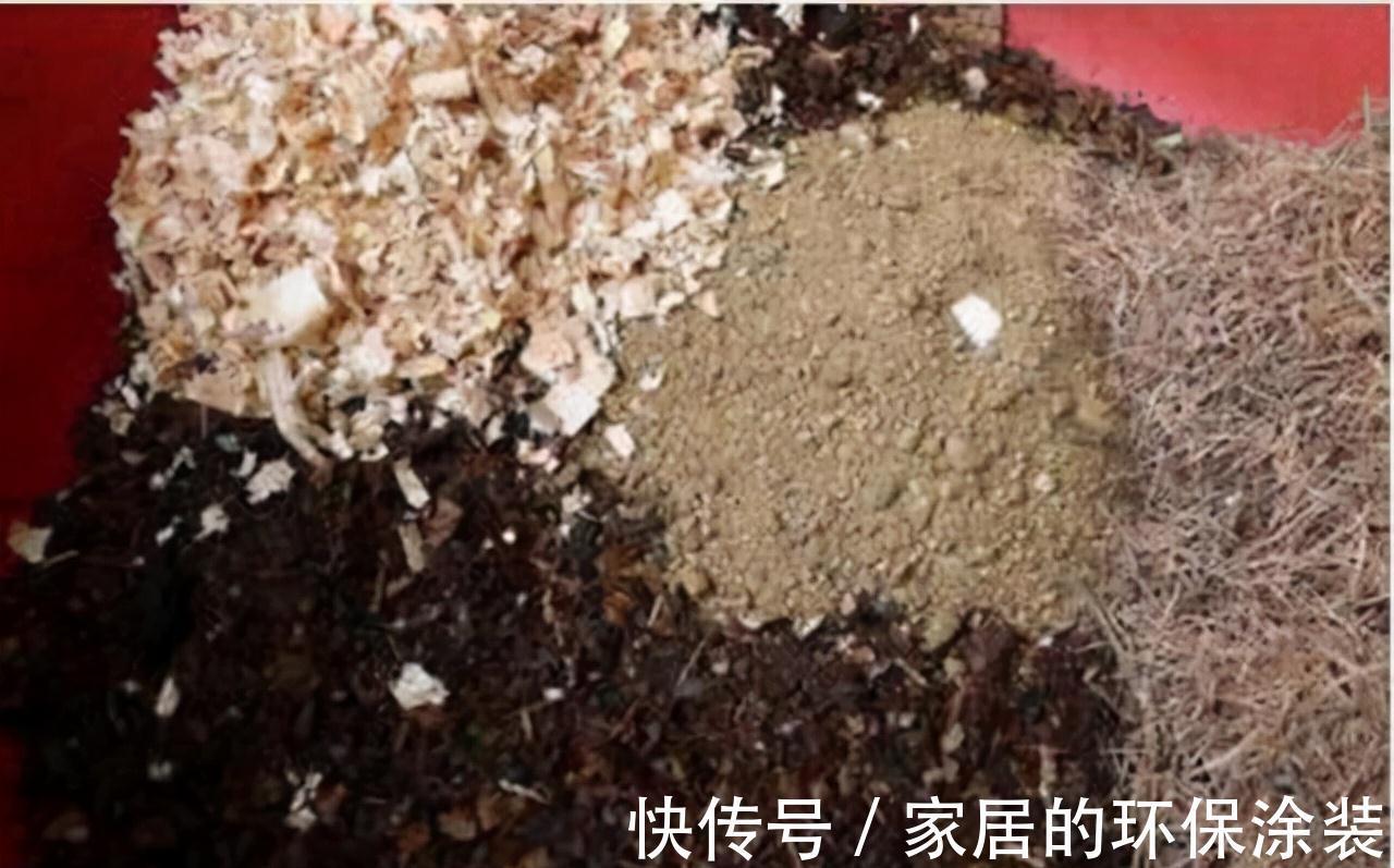 花肥不用买，在家自己做，“垃圾”桶里泡一泡，浇花大爆棚