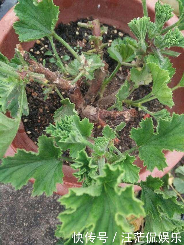 她家只养一种花,一年四季有花赏,原因是做好了四件事