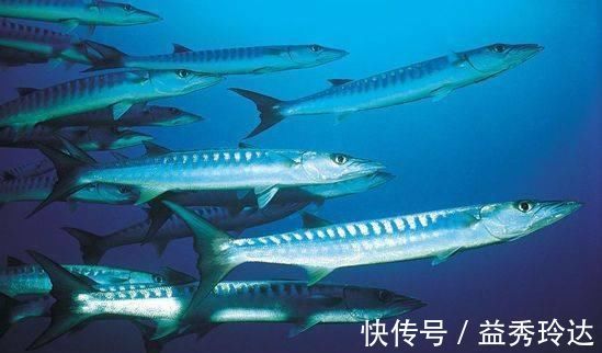 不良习惯|高血压不能吃太多肉这4种肉,反而可能让血压不升反降,别不信