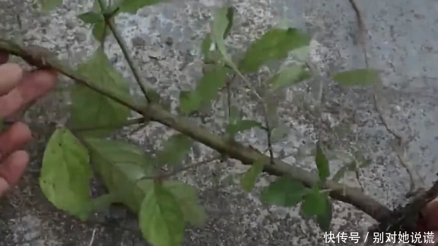 農(nóng)村這種野草，幾十年前是“豬飼料”如今一斤50元根莖成稀罕貨