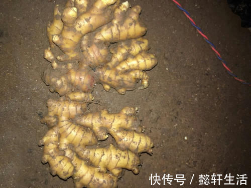白酒|生姜能放冰箱保存吗？教你正确方法，不干瘪不生芽，真实用