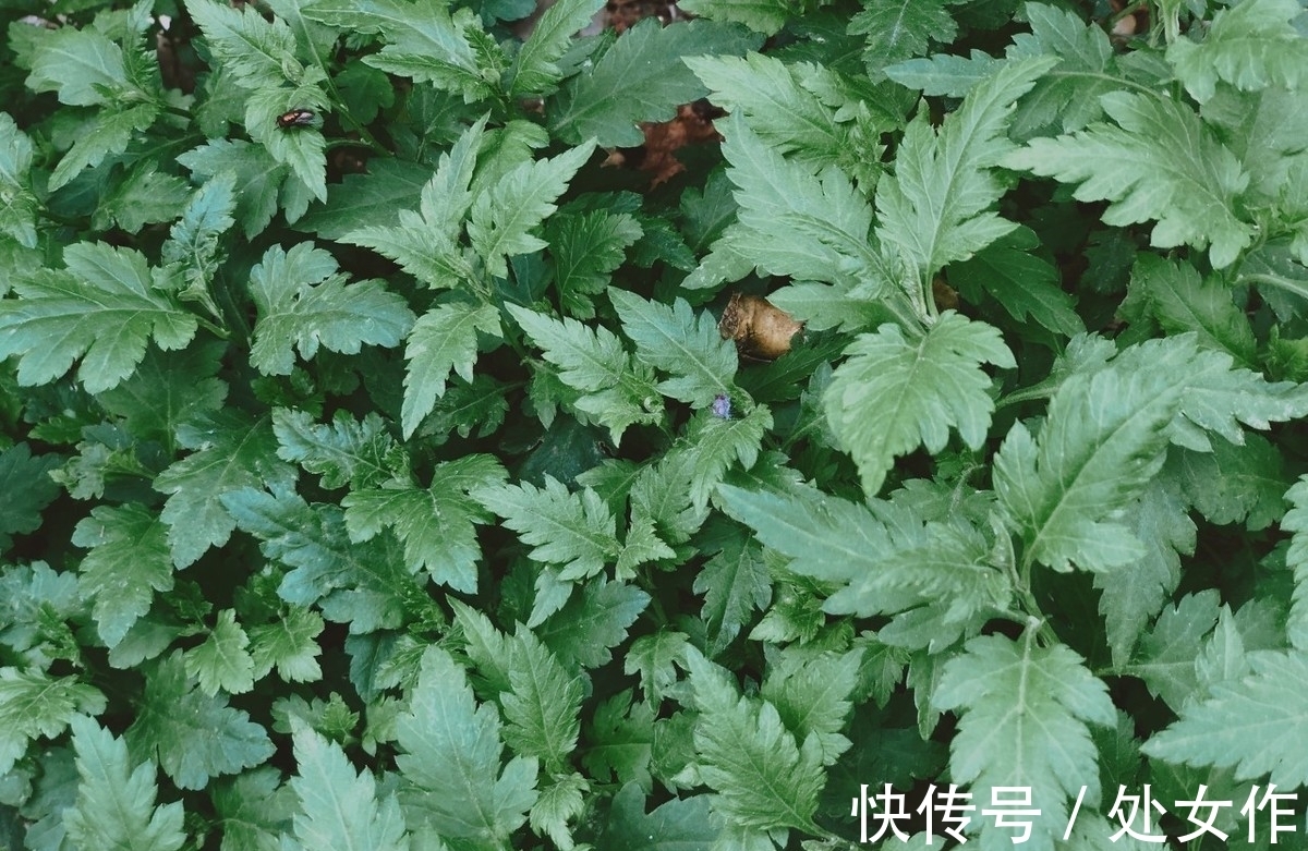 野生蔬菜|菊花脑是有开发前景的野生蔬菜，一次栽培能多年多次采收，受欢迎