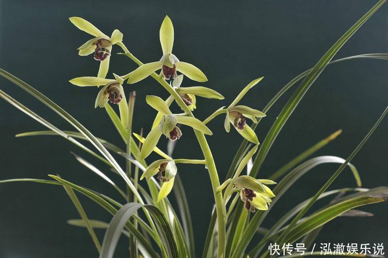 浇水|兰花夏天怎么养教你3个养护小妙招，兰花安然度夏，叶子不发黄