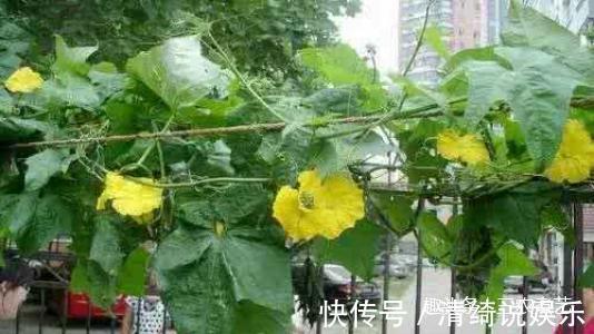 纲目拾遗|农村这种藤，很多人只知果能吃，却不知藤汁功效强还能卖钱