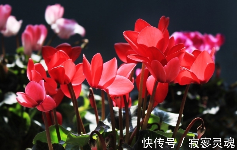 适合小盆栽种的这3样花卉，秋冬入手，正好方便春节赏花