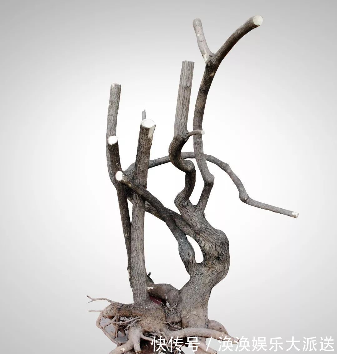 步曲|三角梅盆景制作6步曲，看懂了自己也能做出精美绝伦的三角梅盆景