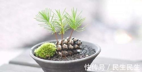 阳台上|捡了个“松果”插在盆里,不几天长成了盆景,摆在家里太漂亮了