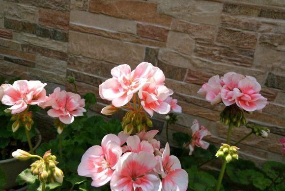 她是个狂热的天竺葵迷，院子里疯狂养了300盆，花团锦簇太养眼