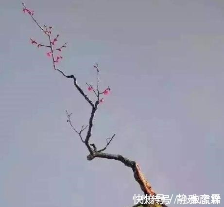 舍利干|盆栽案例欣赏,最贵的是舍利干,桃花类的美极了!