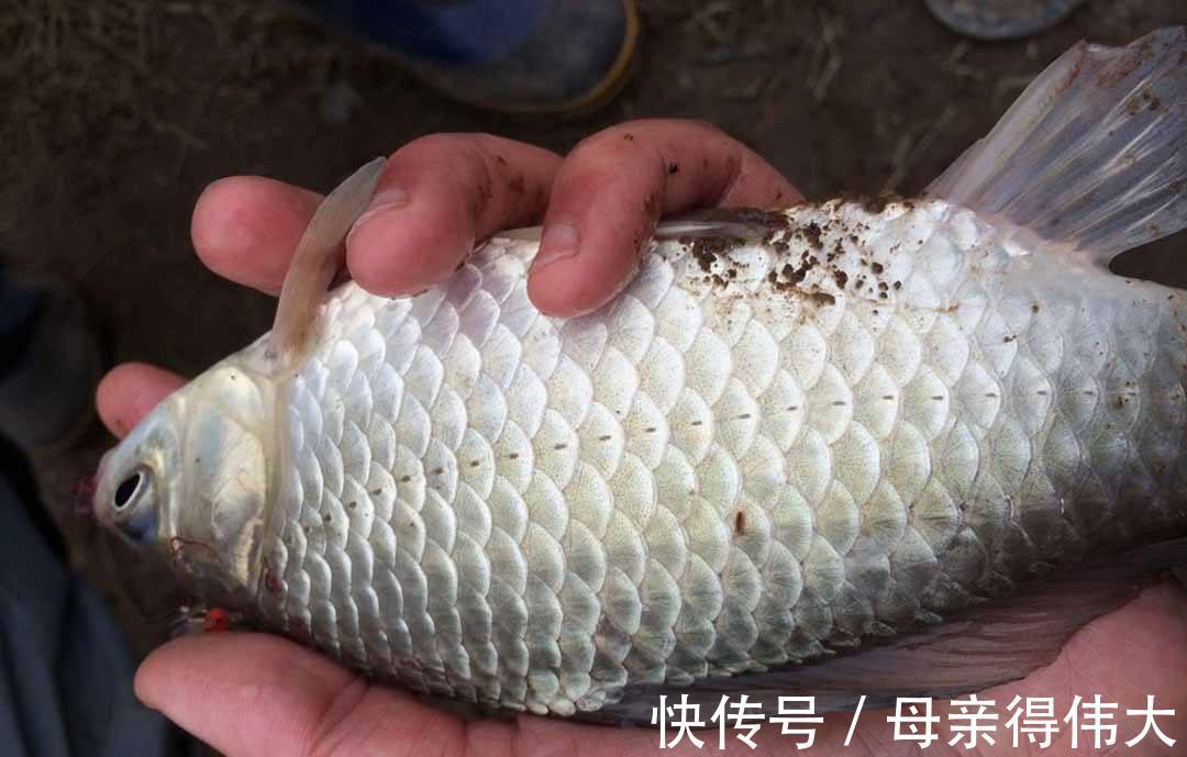冬天钓到鲫鱼不难,想要钓到大鲫鱼,还得用这些基本功才行
