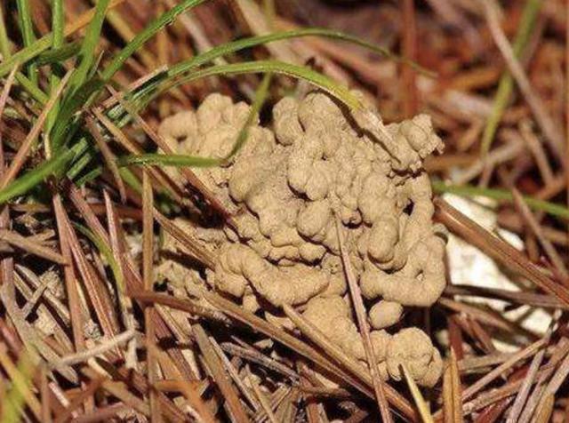 君子兰|养花不想用肥料那就捡“1袋它”,花盆里垫“5个”,花卉不缺肥