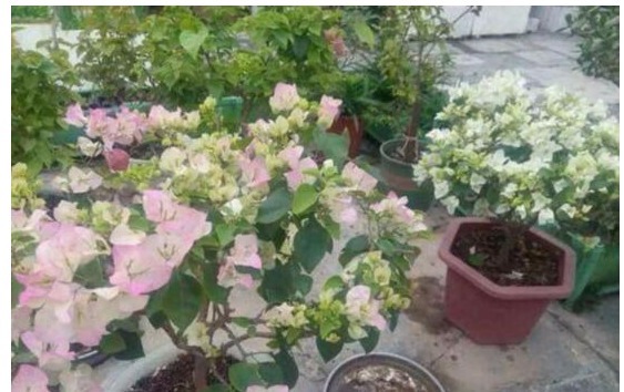 三角梅难开花老花农用“它”养，40天能见效，花芽分化非常快