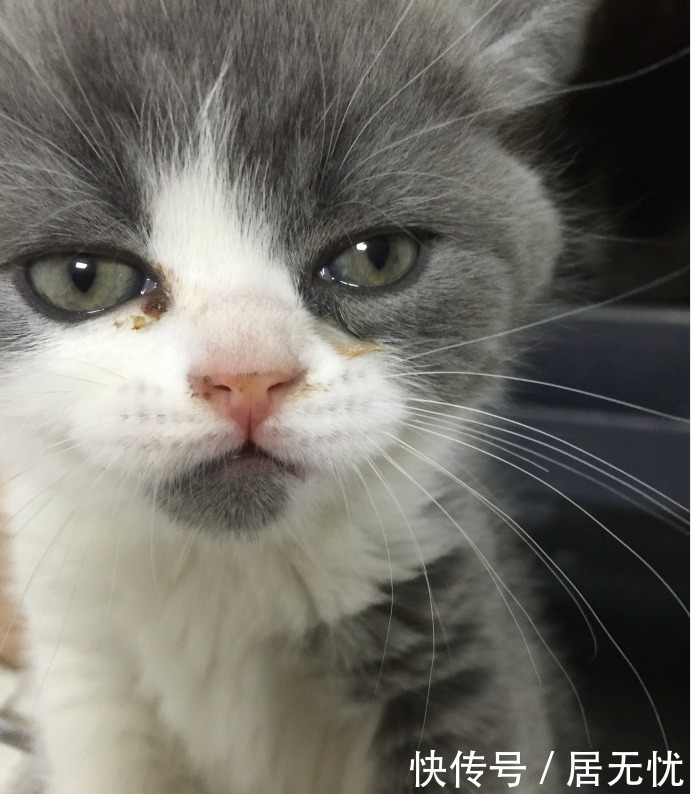 猫咪打喷嚏红色鼻涕 猫咪打喷嚏红色鼻涕