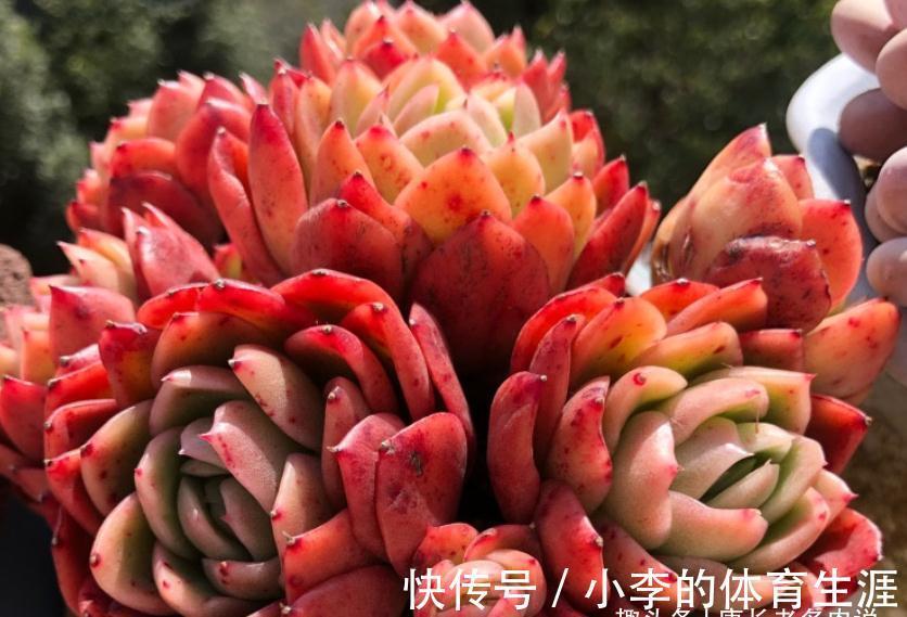 没养玉杯东云的肉友,这种兼具两系特点的多肉,你是怎么错过的?